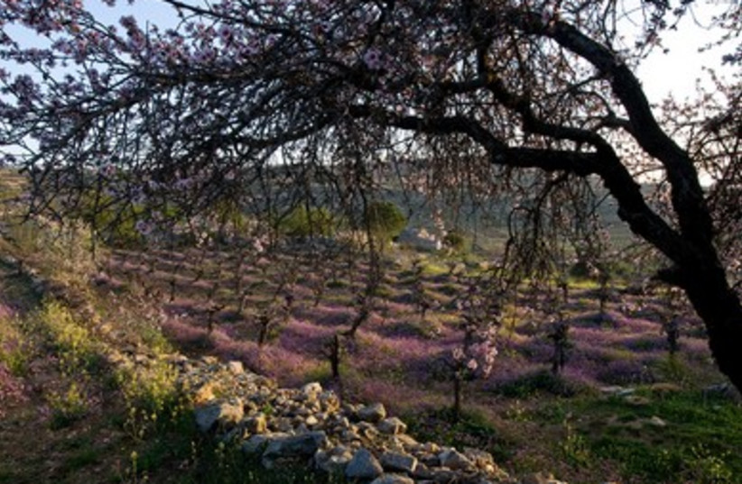 A blossoming almond tree spreads its branches over a vineyard filled with spring wildflowers. 