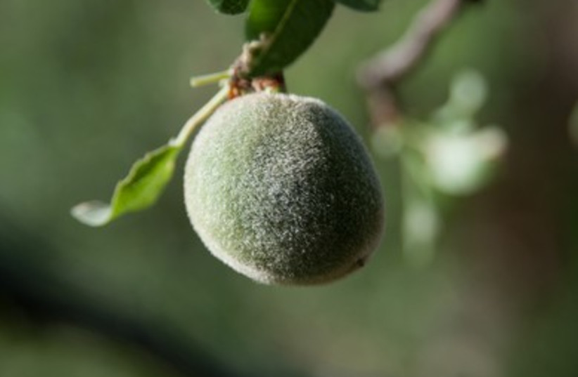 An almond fruit ripening on a tree. 
