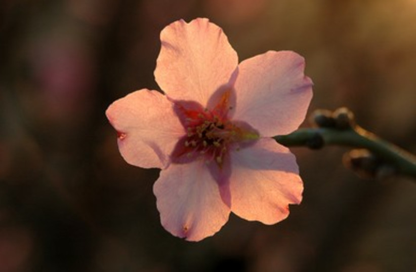 A single almond blossom alit with afternoon sunlight. 