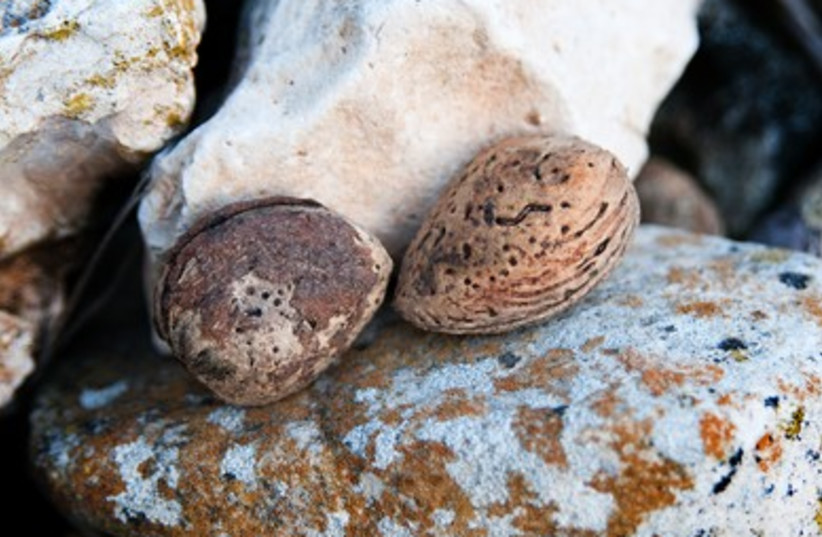 Fallen almonds nestle in a rocky crevice beneath the tree where they grew.