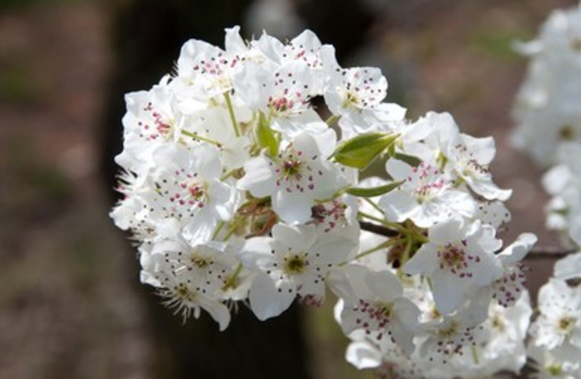 A blossoming branch at the height of its flowering. Almond blossoms range in color from white to pal