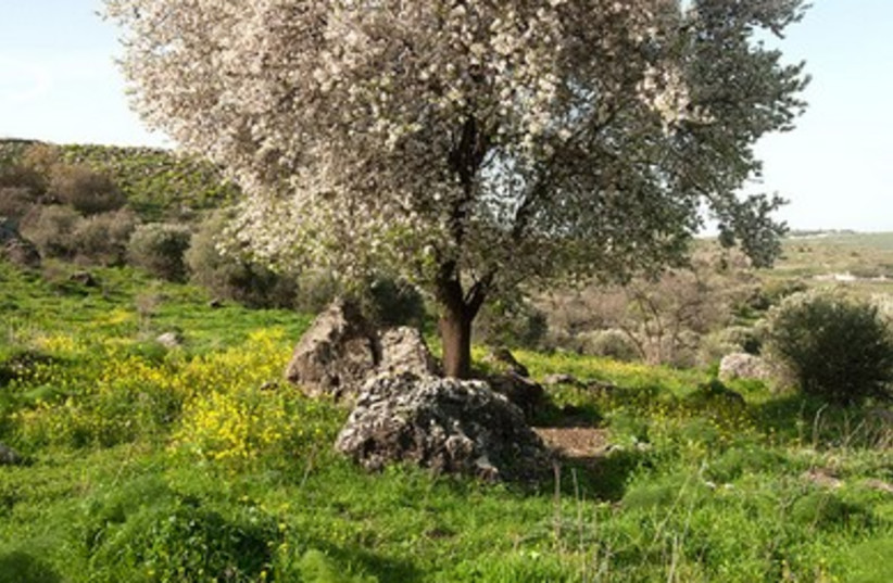 A single tree at height of its flowering on the Golan Heights. 