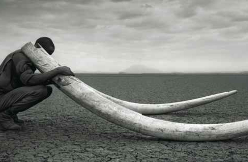 Man with mammoth tusks 521 (photo credit: NICK BRANDT)