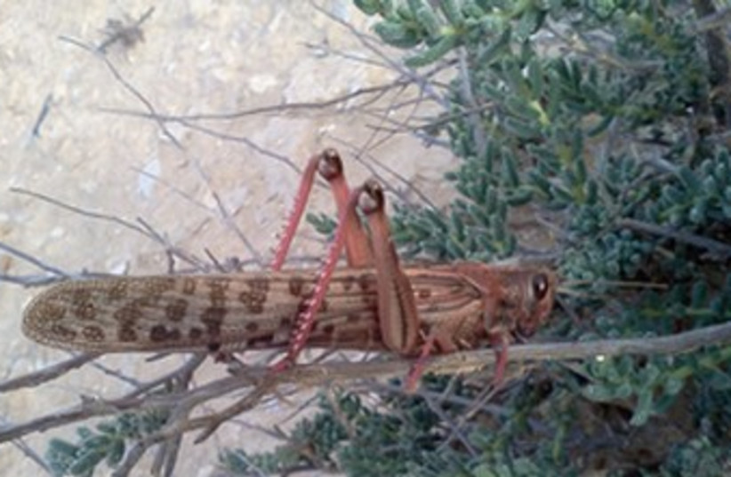 Locust (photo credit: Yoav Motro/Agriculture Ministry)