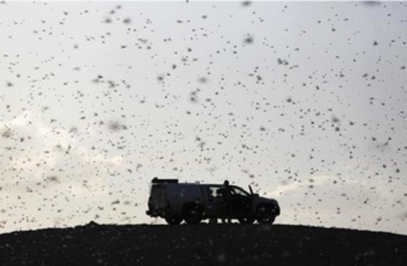 Locusts Negev 370 (photo credit: Reuters)