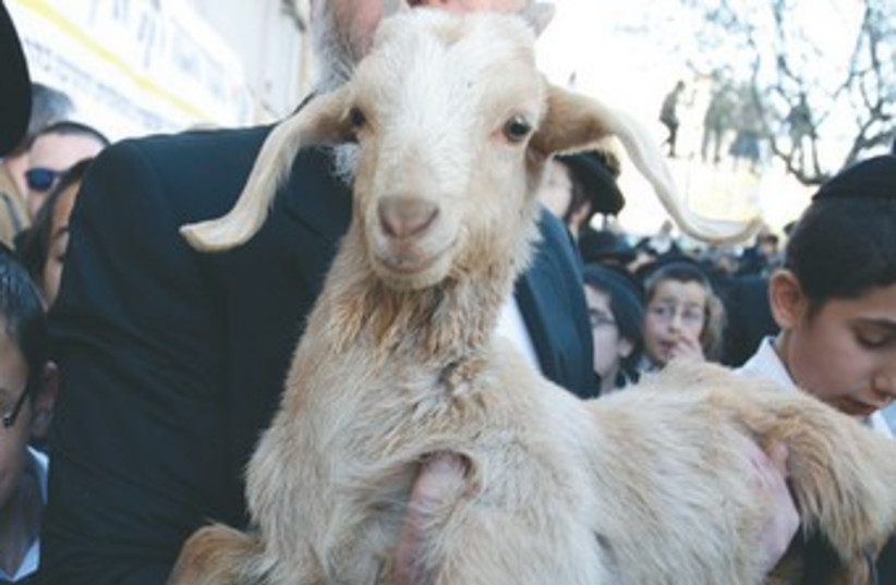 MAN HOLDS lamb at  reenactment of Passover sacrifice 370 (photo credit: Association of Temple Organizations)