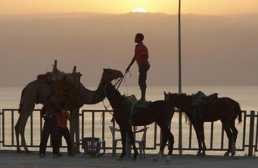 Boys with camels on Dead Sea sunset 370 (photo credit: REUTERS/Ali Jarekji)