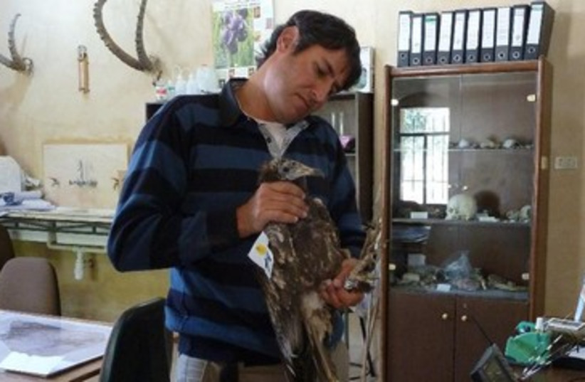 NOAM WEISS cradles the injured vulture in Jordan 370 (photo credit: Courtesy INPA)