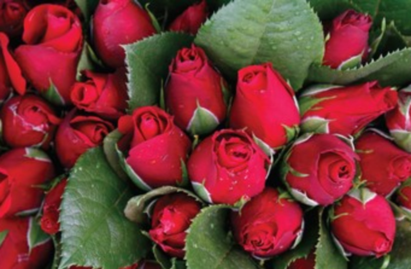 rose flowers 370 (photo credit: REUTERS)