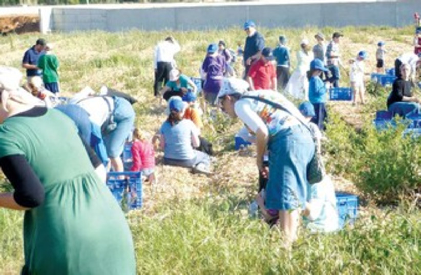 AMITzvah volunteers harvest vegetables 370 (photo credit: AMT)