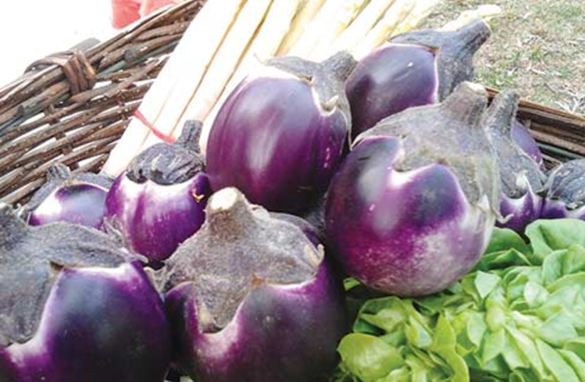 Jerusalem Post | Ivrit | Grapefruit-sized eggplant (photo credit: Courtesy PR)