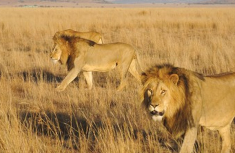 Lions roam in the Nambiti Private Game Reserve 370 (photo credit: Seth J. Frantzman)