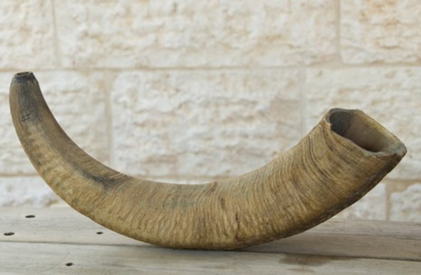 A shofar made from a big horn sheep (photo credit: Yehoshua Halevi)