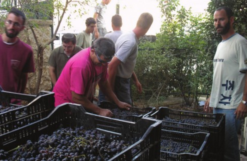 Grapes arrive at David Fox’s winery 521 (photo credit: MIRIAM KRESH)