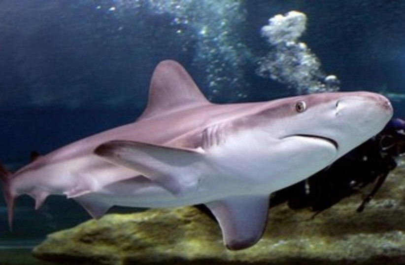 Shark swims in Mediterranean 370 (photo credit: REUTERS)