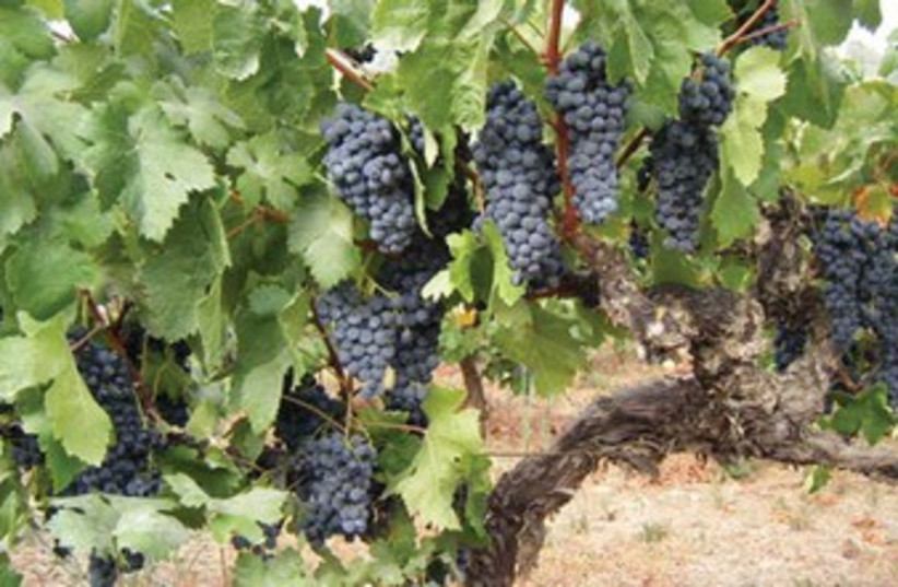 Carignan, the first international variety planted in Israel. (photo credit: courtesy)