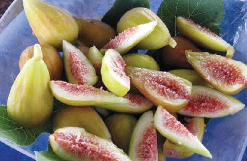 New types of figs (photo credit: Courtesy of volcanic)