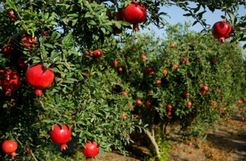 An abundance of ripe fruit hangs from trees in an orchard (photo credit: Yehoshua Halevi)