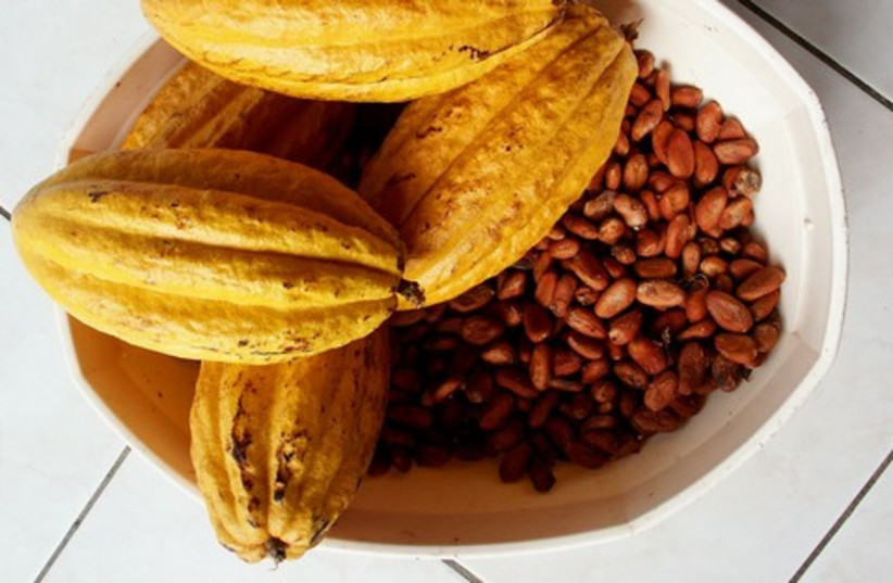 cocoa 521 (photo credit: Wikimedia Commons)