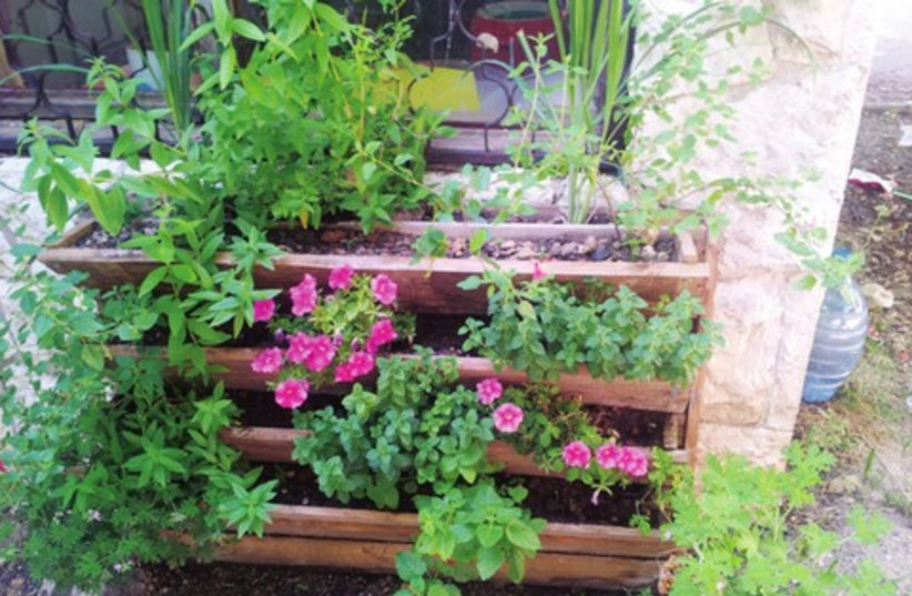 A herb garden in a recycled pallet 521 (photo credit: Courtesy Beyadaim)