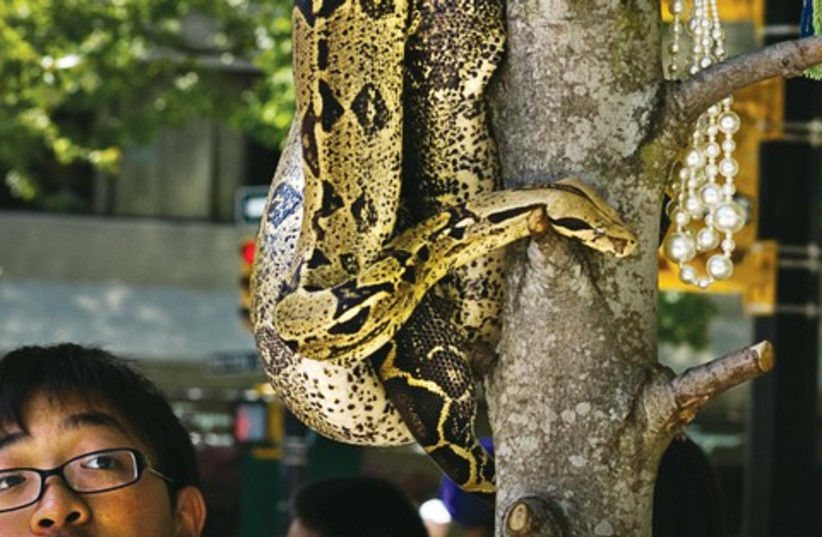 Boy looking at snake 521 (photo credit: Reuters)
