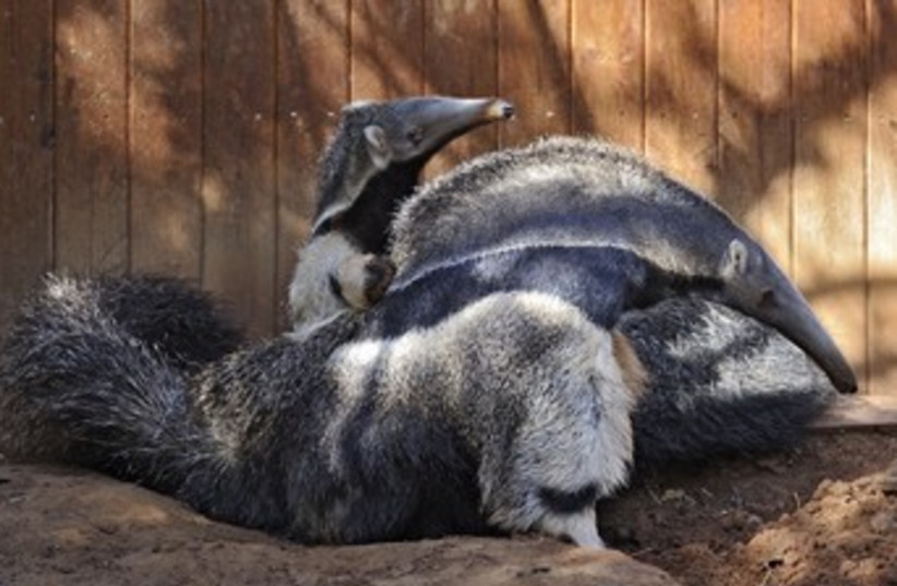 Anteateaters from Denmark in Israel (photo credit: TIBOR YIGAR)