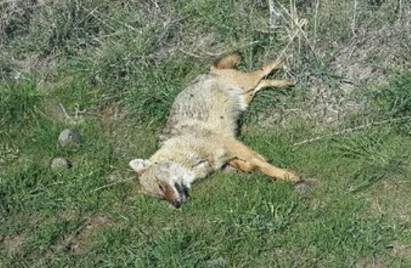 Dead jackal in the Golan. (photo credit: COURTESY INPA)