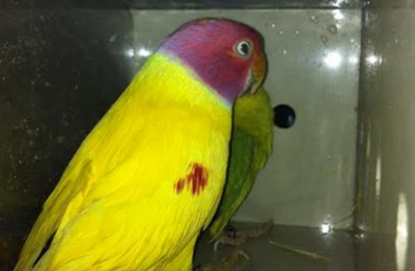 Parrots smuggled into (photo credit: Courtesy)