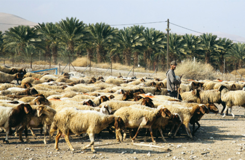 Palestinian shepherds (photo credit: REUTERS)