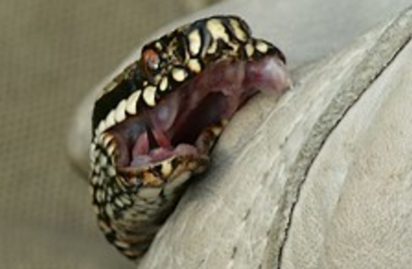 snake bites 224.88 (photo credit: Piet Spaans)