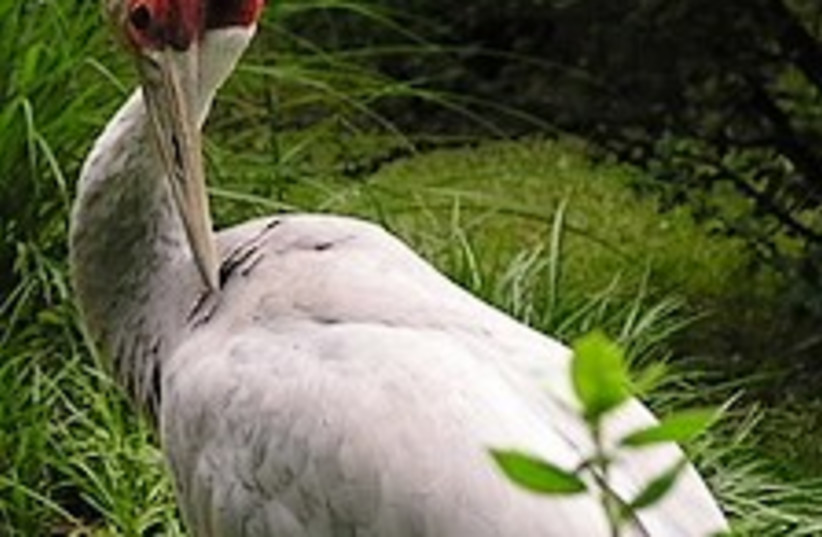 Galilee Farmers Running Out Of Cash To Keep Ravenous Cranes Away The Jerusalem Post