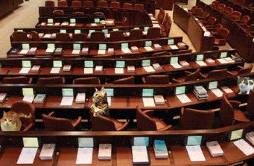 SEVERAL OF the prospective members of the Cat Knesset spend time learning Roberts Rules of Order. (photo credit: MARC ISRAEL SELLEM)