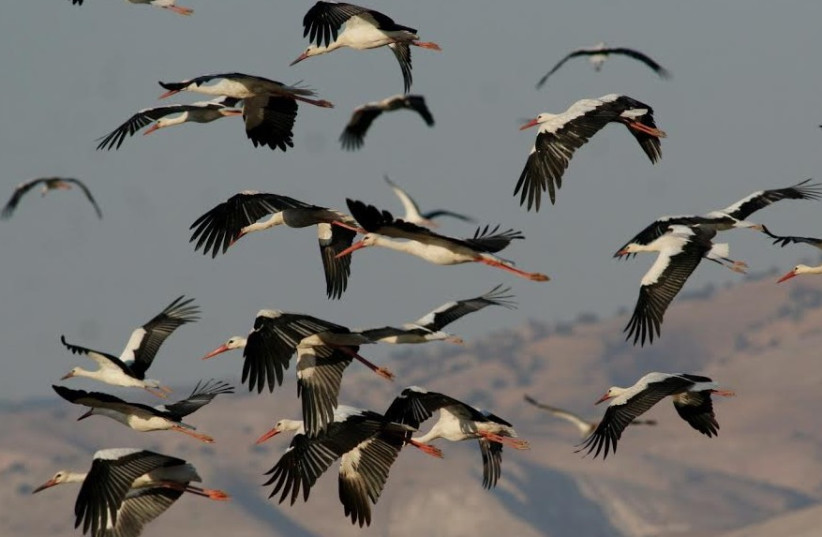Flock of storks  (photo credit: JONATHAN MERAV SPNI)