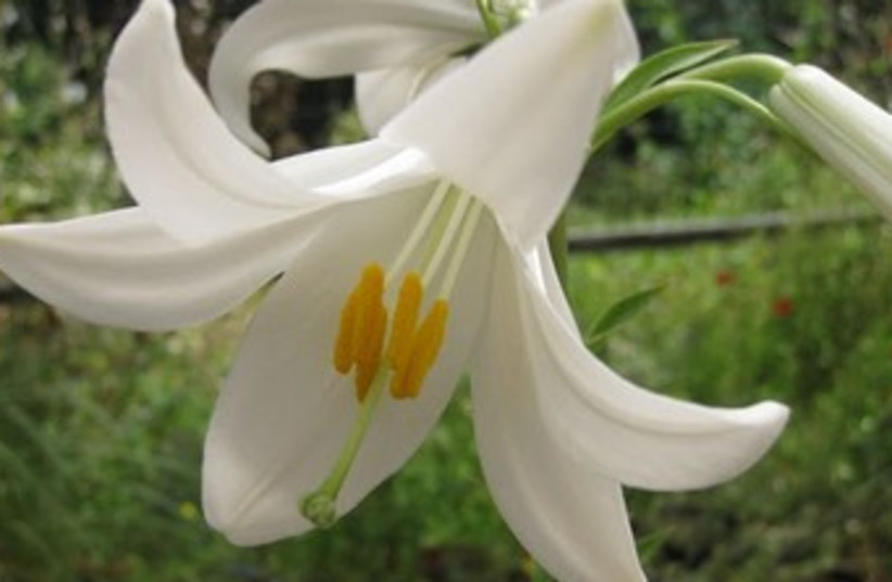 Lily flower in bloom (photo credit: BEN GURION UNIVERSITY OF THE NEGEV)