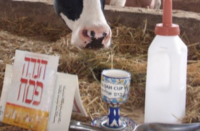 Cow kosher for Passover (photo credit: Courtesy)