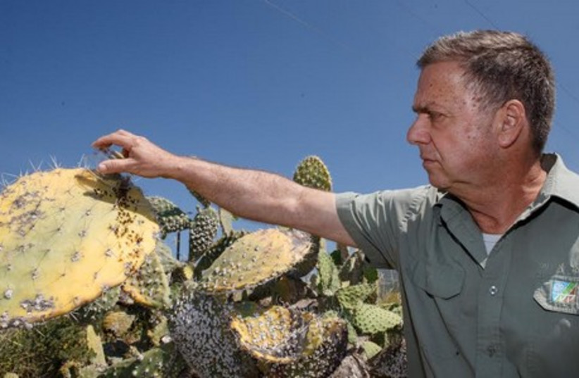 Chief Forester of KKL-JNF, David Brand scattering the "Cryptolaemus montrouzieri" beetles over the infected prickly pear cactus plant in Northern Israel. (photo credit: ANCHO GOSH/GINI)