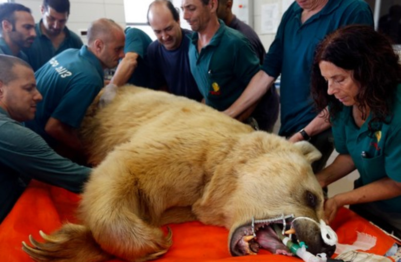 Zoo staff prepare Mango, a 19-year-old Syrian brown bear, for his surgery at the Ramat Gan Safari near Tel Aviv May 7, 2014. (photo credit: REUTERS)
