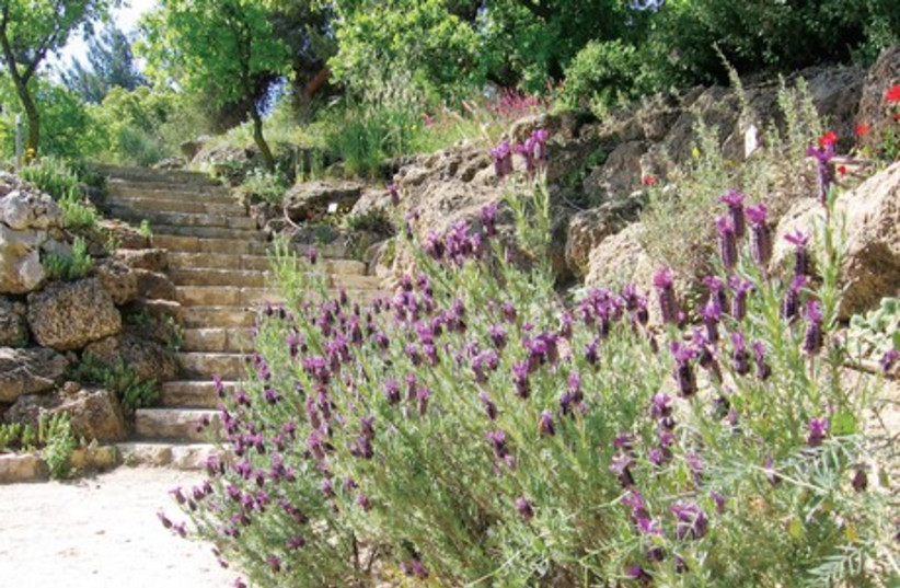 The Botanical Gardens on the Hebrew University’s Mount Scopus campus. Work to keep gardens alive may be performed during the ‘shmita’ year (photo credit: WWW.GOISRAEL.COM)