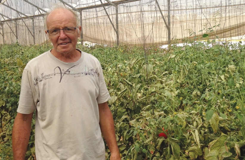 ITZIK SHIMLOVITZ, 69, stands in his greenhouse at Netiv Ha’asara August 11 (photo credit: JEREMY SHARON)