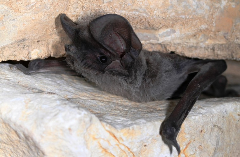Israel bat colonies (photo credit: EZRA HADAD)