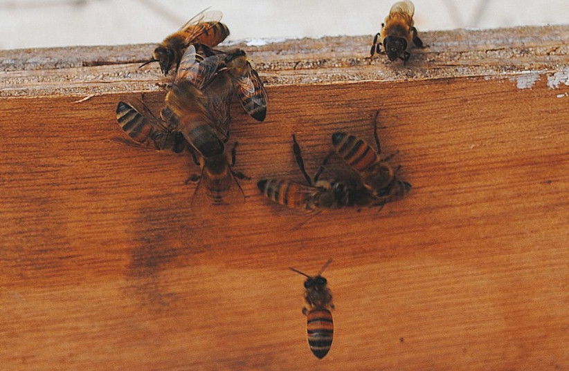 Bee death has serious implications for our long-term food supply. (photo credit: MIRIAM KRESH)