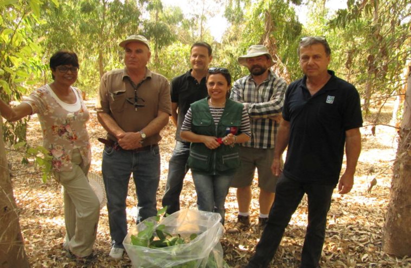 KKL-JNF Helps Chile Deal with the Gall Wasp Pest 758x530 (photo credit: KKL-JNF)