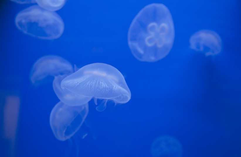 Jellyfish [File] (photo credit: INIMAGE)