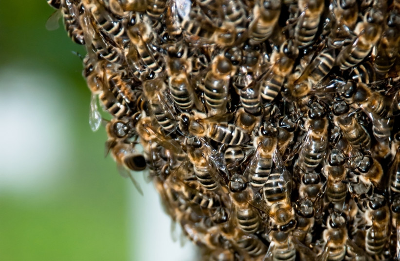Swarm of bees (photo credit: INGIMAGE PHOTOS)