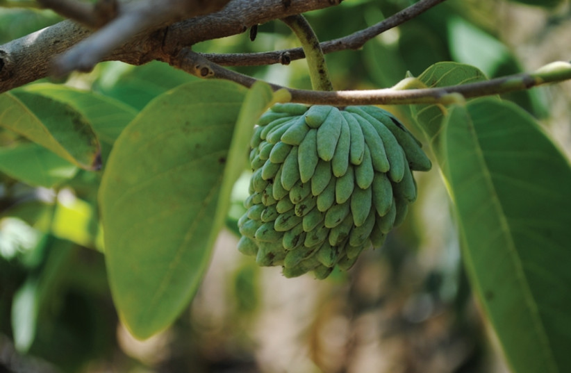 Cherimoya fruit (photo credit: MIRIAM KRESH)