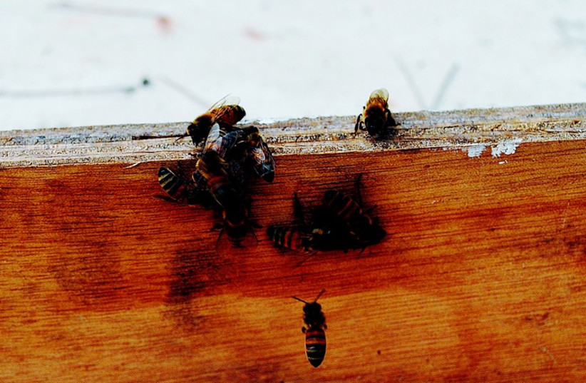 La mort des abeilles a de graves conséquences sur notre approvisionnement alimentaire à long terme.  (photo credit: MIRIAM KRESH)