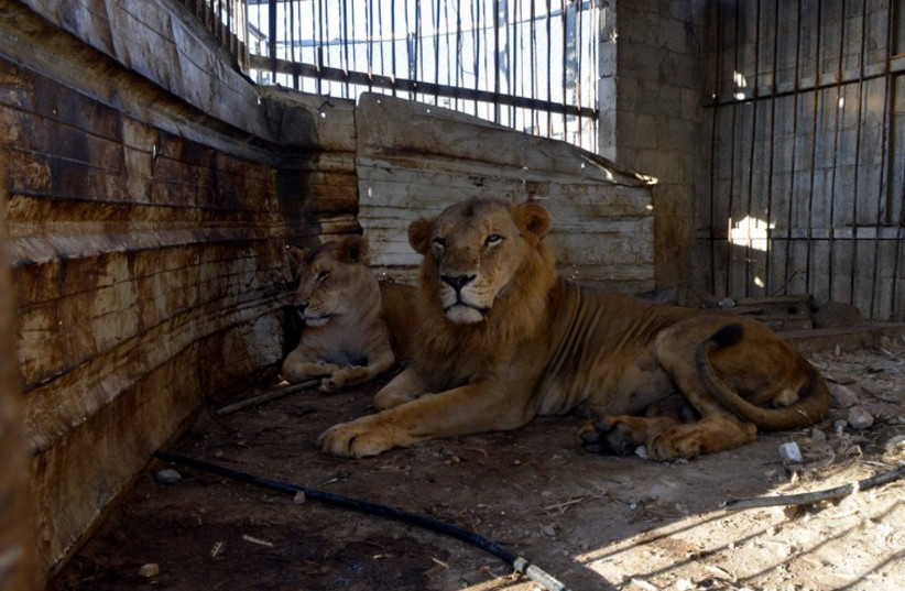 The lions at the Al-Bisan zoo in Gaza are ill and weak after a 50 day war (photo credit: FOUR PAWS)