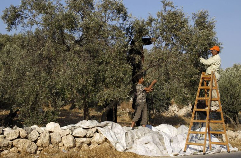 Palestinians, members of the Fatafta family, pick olives in their orchard during harvest season in West Bank village of Idna, near Hebron October 14, 2012. (photo credit: REUTERS)