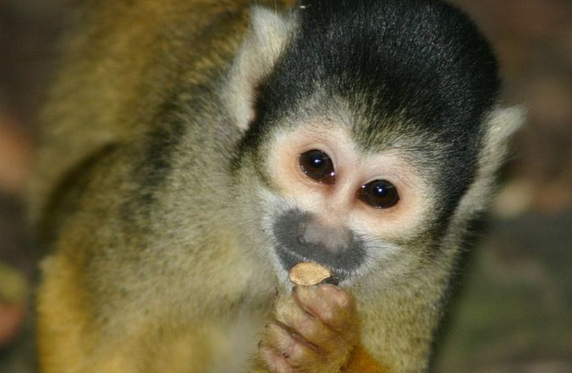 Squirrel monkey (photo credit: Wikimedia Commons)