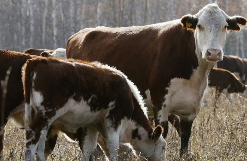 Cows grazing  (photo credit: REUTERS)